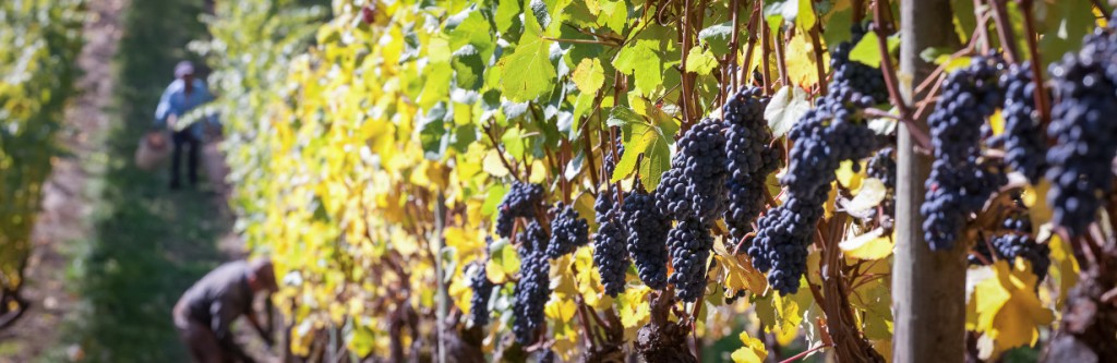 Pinot_Noir_Banner-119-e1370442937397