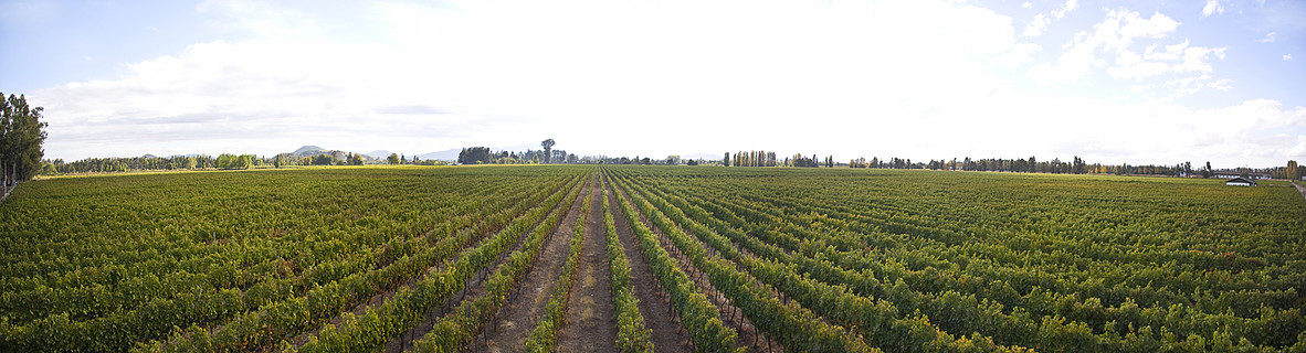 VIÑA DE AGUIRRE  VALLE CENTRAL / CHILE