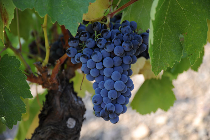 Uva Grenache (ou Grenache Noir)