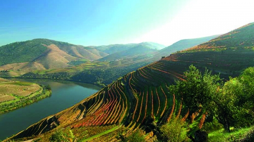 Porca de Murça é a marca líder do Douro
