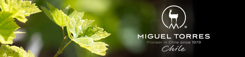 Bodega MIGUEL TORRES.Chile