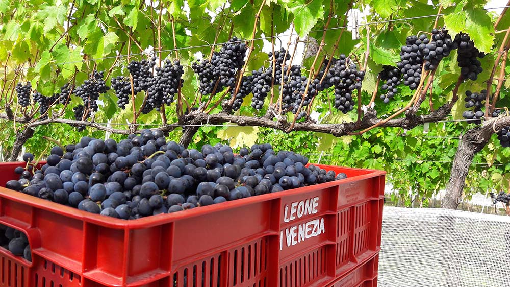 Vinícola LEONE DI VENEZIA. São Joaquim.SC